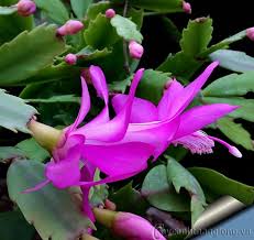 Hưởng ứng Ngày Mãn kinh Thế giới (World Menopause Day)18/10/2025